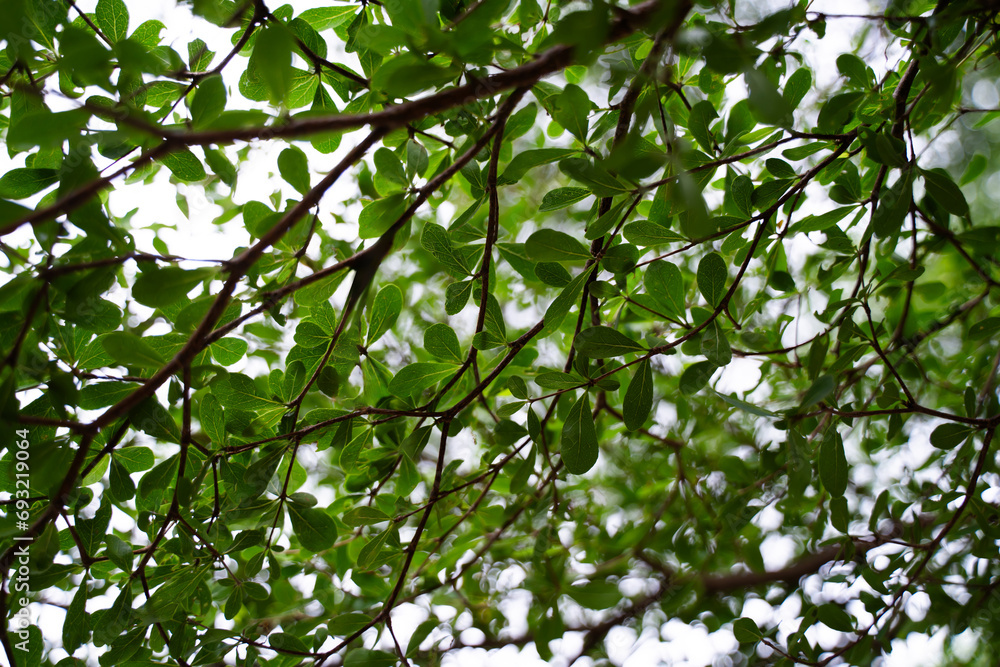 background leaves, branches, green leaves of trees