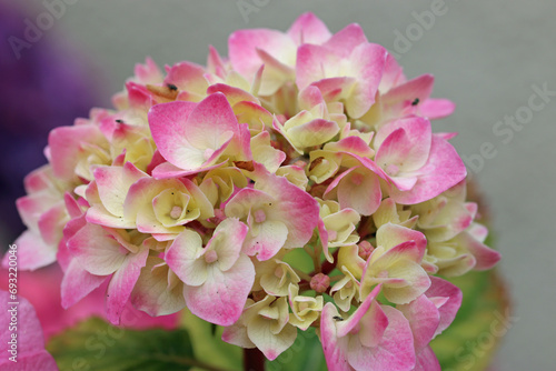 Pink and yellow mophead Hydrangea flowers in close up