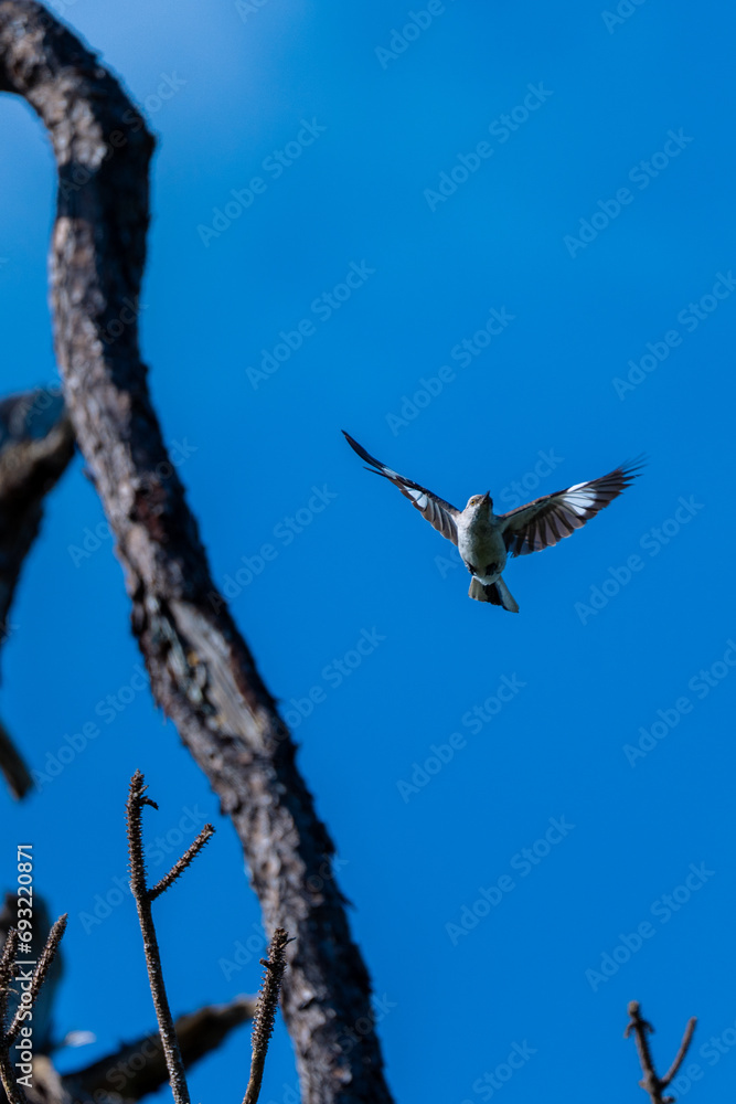 Obraz premium Northern Mockingbird flying