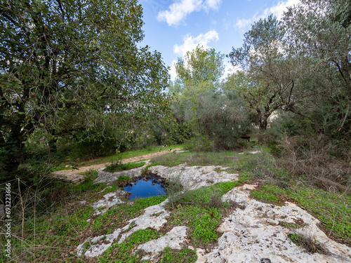 Forest in northern Israel near Migdal HaEmek photo