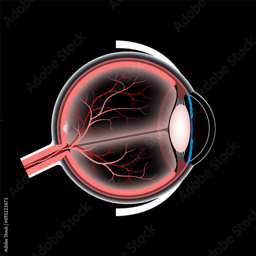 Eye anatomy poster