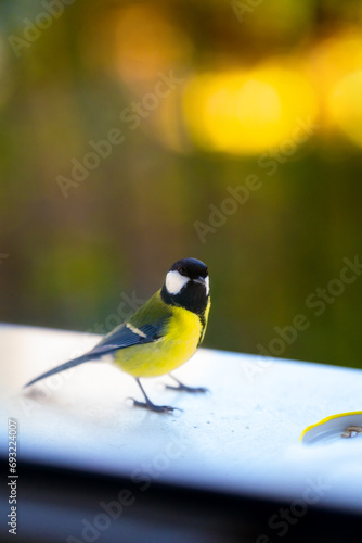 yellow wagtail on a branch © Karol