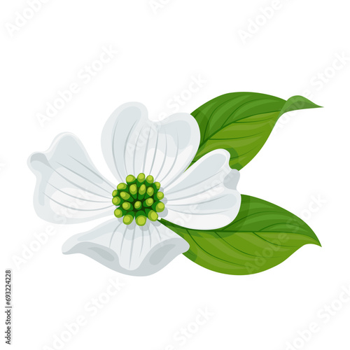 Vector illustration, Cornus florida or flowering dogwood, isolated on white background.