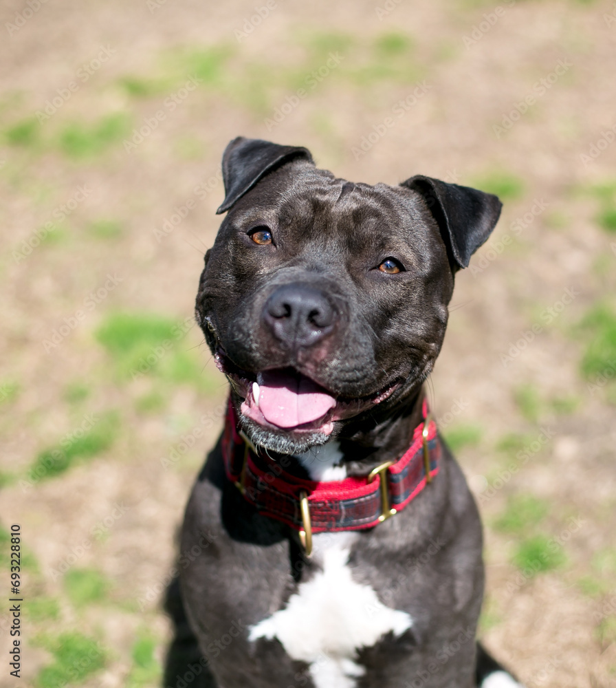 A Staffordshire Bull Terrier mixed breed dog with a head tilt