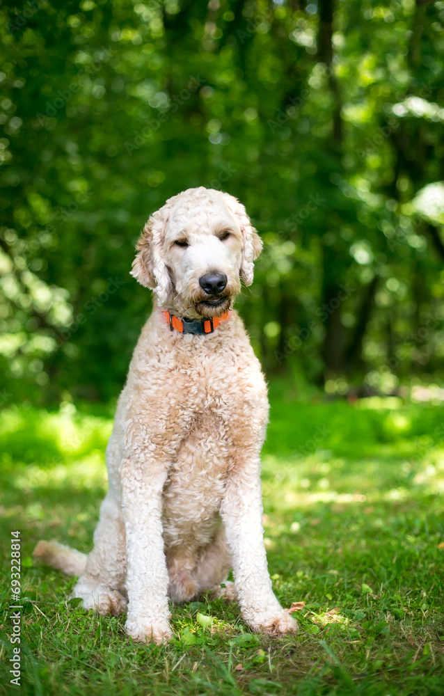 A Golden Retriever x Poodle mixed breed dog, or 