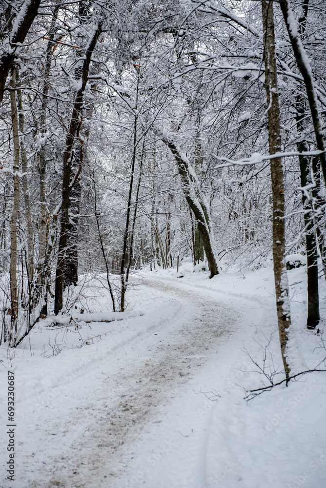 Winter forest. Beautiful winter landscape with pathway.
