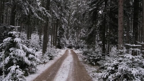 winter road in the forest