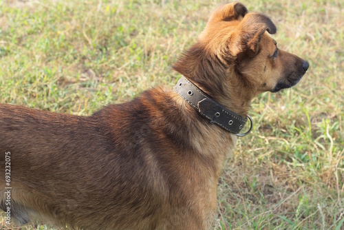 one brown dog in a leather collar stands on the green grass in nature