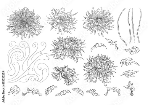 Chrysanthemum decorative flowers and leaves in art nouveau style, vintage, old, retro style. Clip art, set of elements for design. Vector illustration