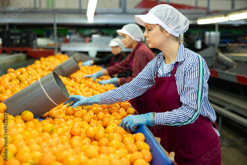 Focused female sorter working on citrus sorting line in agricultural produce processing factory, checking ripe mandarins photo