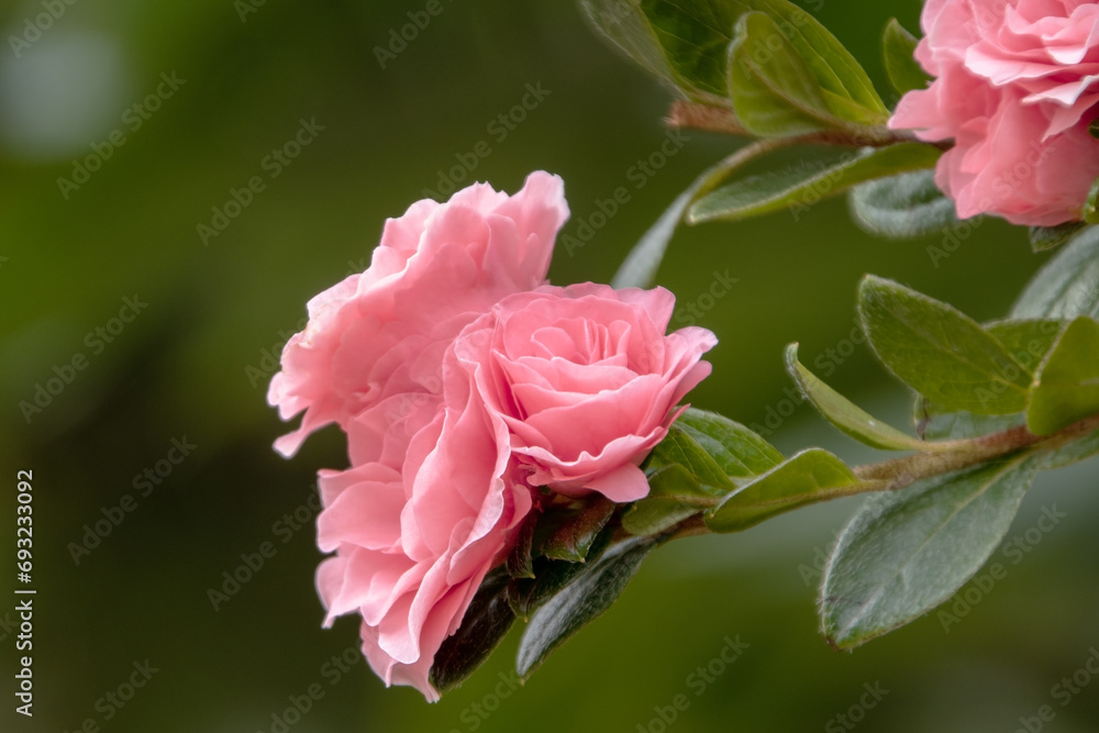Pink rose on a green background. Shallow depth of field.