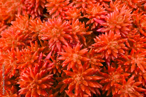 Close up of red and orange succulent plant, top view.