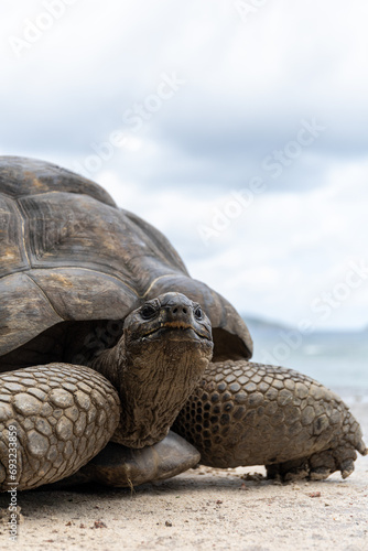 Portrait of a beautiful giant tortoise in the Seychelles, looking at camera with a curious expression. Animal wildlife protection and conservation. Sea and beach in the background.