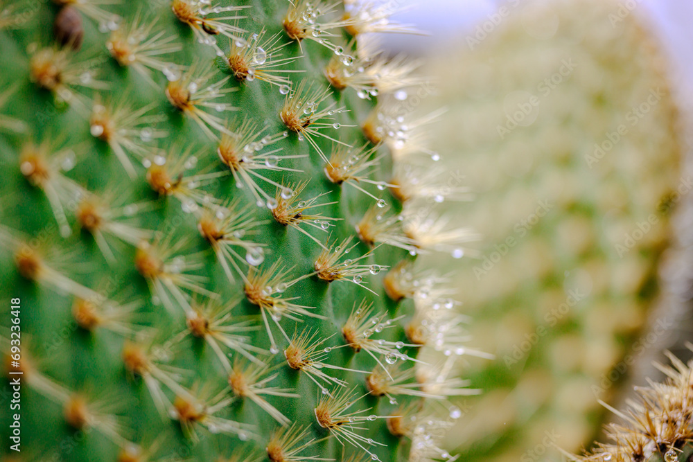 Morning dew on cactus, Galapagos Morning dew on cactus, Galapagos