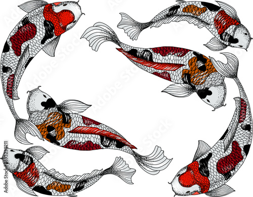hand drawn koi fish in circle, Japanese carp line drawing coloring book vector image