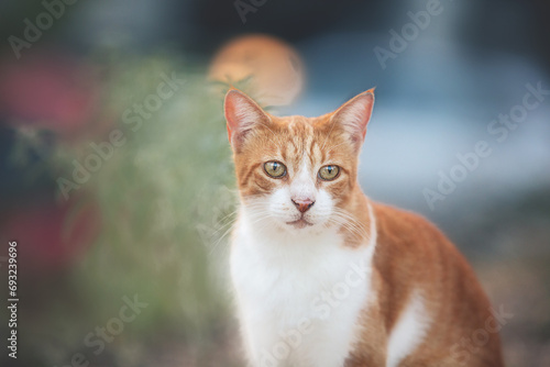 Portrait of a stray red cat. Ginger Stray cat sitting outdoors in Greece at sunset photo