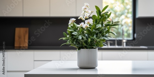 A pot of plants sits in the middle of an image featuring a contemporary kitchen with white cabinets and black countertops.