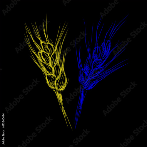 Two ears of wheat. Vector image of grain