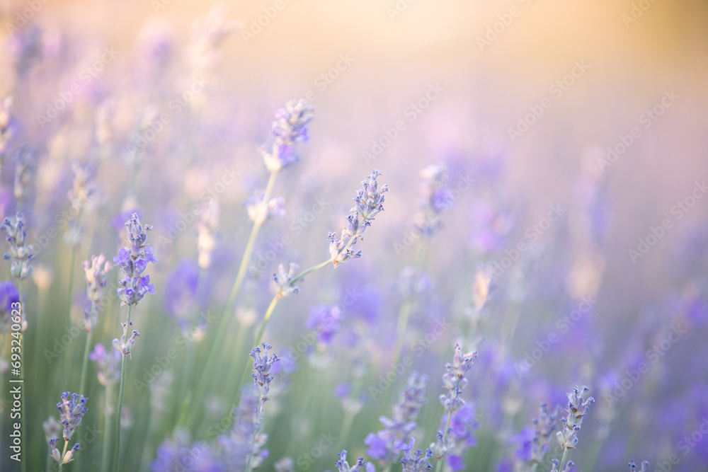 Sunset over a violet lavender field. Lavender flowers in Greece Sunset over a violet lavender field. Lavender flowers in Greece