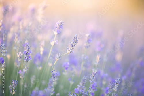 Sunset over a violet lavender field. Lavender flowers in Greece