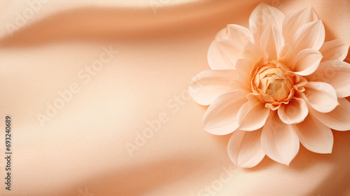 A close up of a flower on a cloth. Monochrome peach fuzz background. © tilialucida