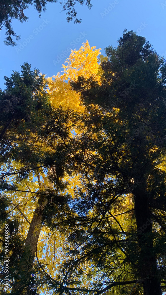 Obraz premium 黄葉した銀杏