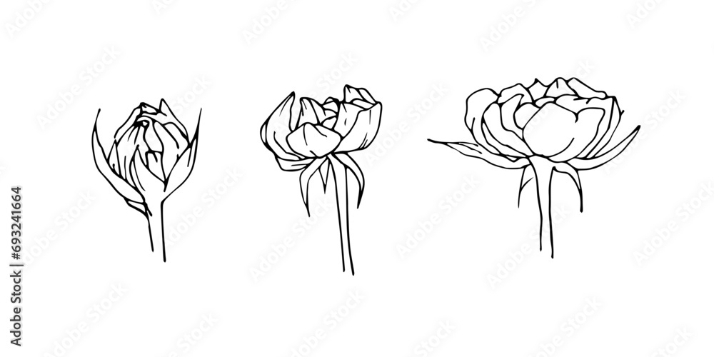 Flower vector. Linear illustration of flowers Flower vector. Linear illustration of flowers