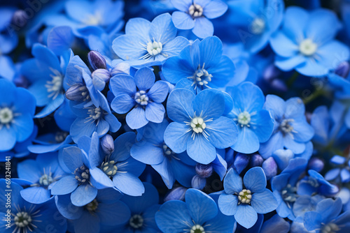 blue Flowers in the spring. floral wallpaper, 