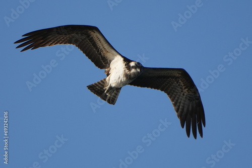 osprey is hunting a fish