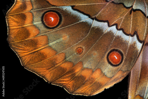 tropical butterfly wings isolated on black. morpho butterfly wings close up