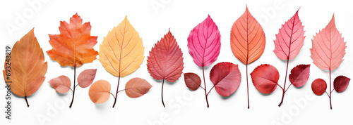 Natural autumn / fall forest or garden design elements isolated over a transparent background, colorful red, green, orange, and yellow leaves, cut-out nature elements. Generative AI photo