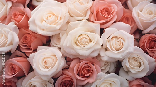 A close up of a bunch of pink and white roses. Monochrome peach fuzz background. 