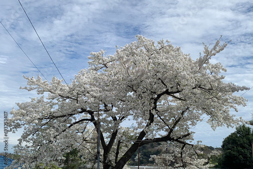 満開の山桜