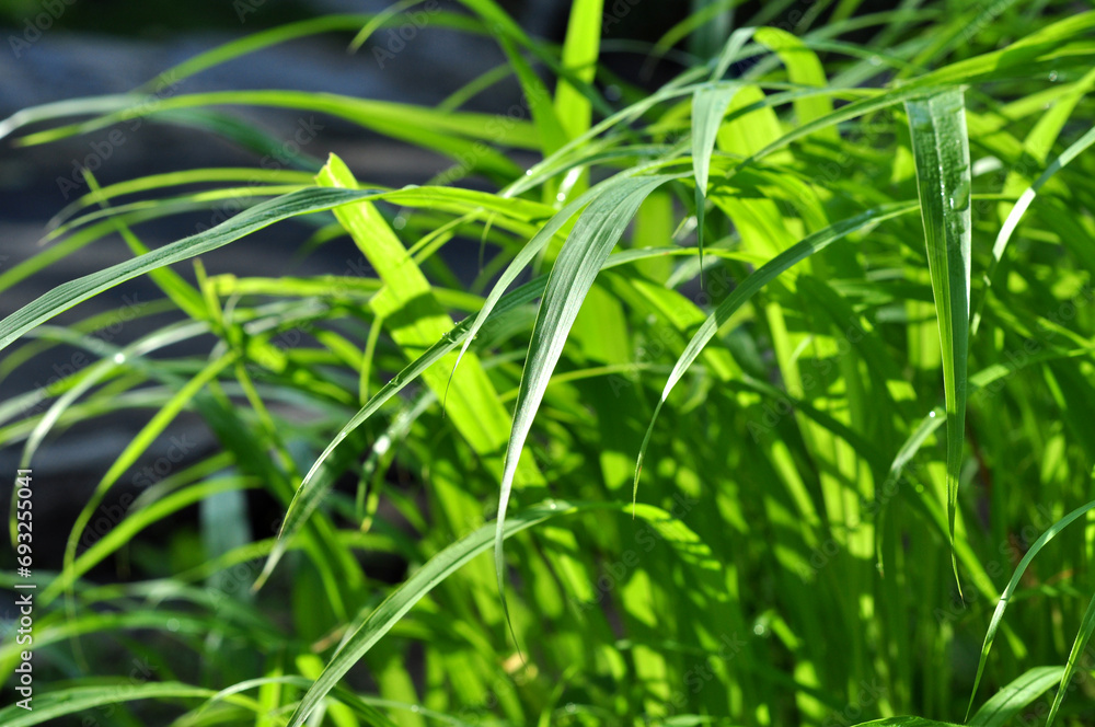 Nature close-up green grass selective focus Nature close-up green grass selective focus