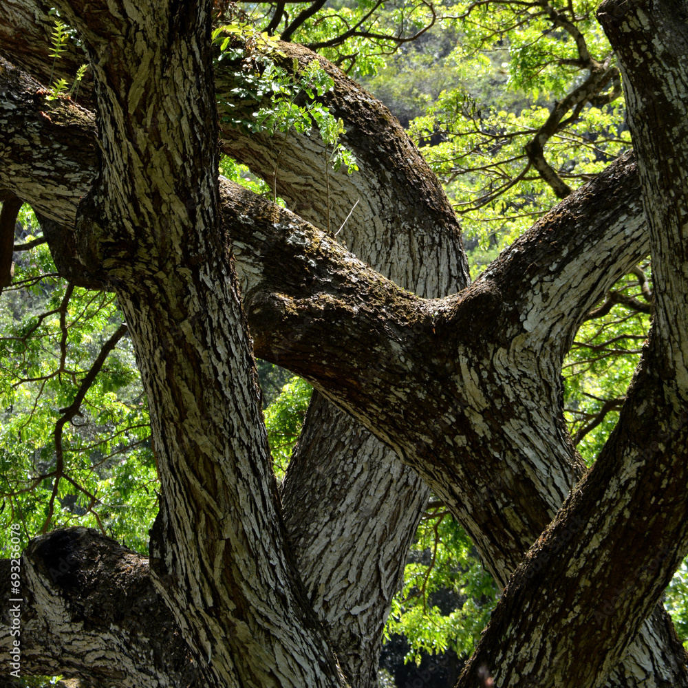 Fototapeta premium Branching Australian Tree Artistic Photo