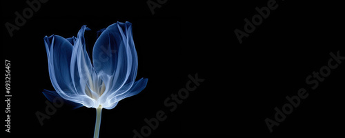 Horizontal banner with space for text. Realistic illustrations of flower in x-rays on dark background. Blue petal. Concept of checking health, wellness, growing plants, botany. Generative AI	 photo