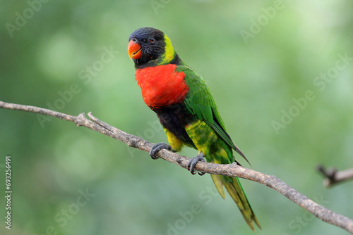 red and green parrot