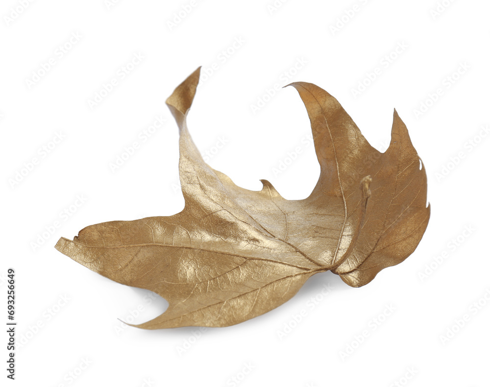One golden maple leaf isolated on white. Autumn season One golden maple leaf isolated on white. Autumn season