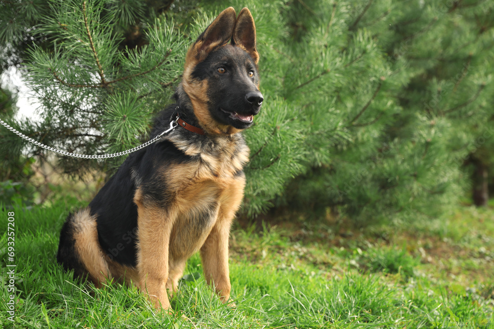 Cute German shepherd puppy on green grass outdoors, space for text Cute German shepherd puppy on green grass outdoors, space for text