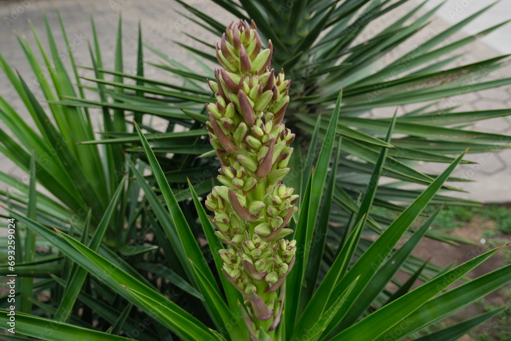 white blooming yucca gloriana on the streets of Buenos Aires, Argentina white blooming yucca gloriana on the streets of Buenos Aires, Argentina