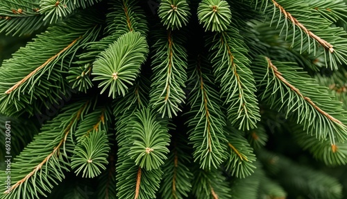 A close up of a green pine tree with needles