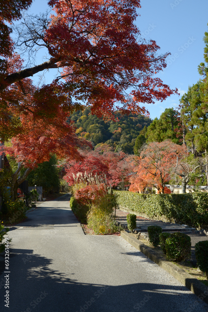 秋の嵯峨野 後亀山天皇陵参道の紅葉 京都市右京区 秋の嵯峨野 後亀山天皇陵参道の紅葉 京都市右京区
