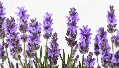 A field of purple flowers with green leaves