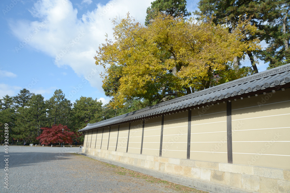 秋の京都御所　築地塀とイチョウの黄葉　京都市上京区