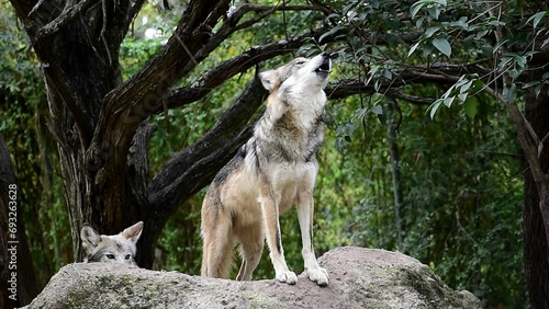 Mexican wolf howling on a rock in the forest photo