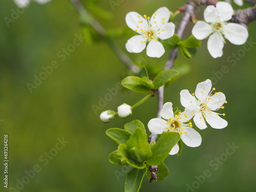 果樹　プルーンの白い花