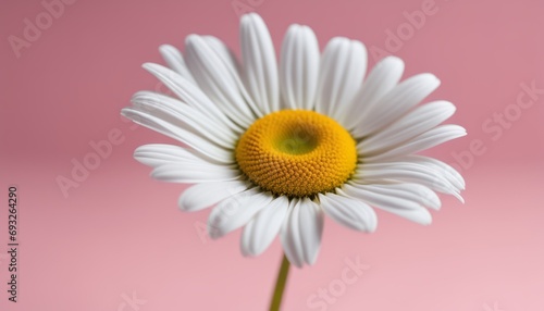 A white flower with a yellow center