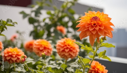 A group of orange flowers in a garden