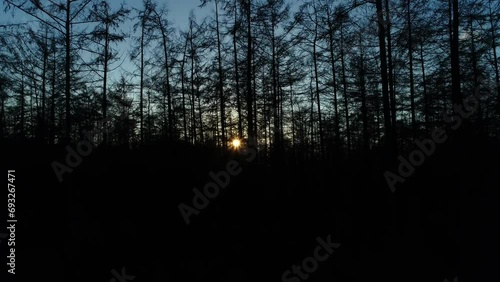 Sunset in Dark Silhouette Forest - Friesland, The Netherlands, 4K Drone Footage