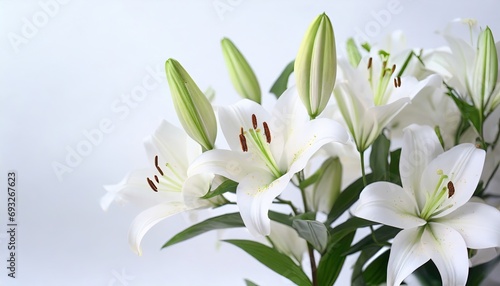 White Lilly flower on the white background. © hugo